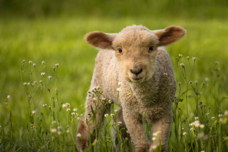 Embracing Spring: Celestial Events & Seasonal Lessons