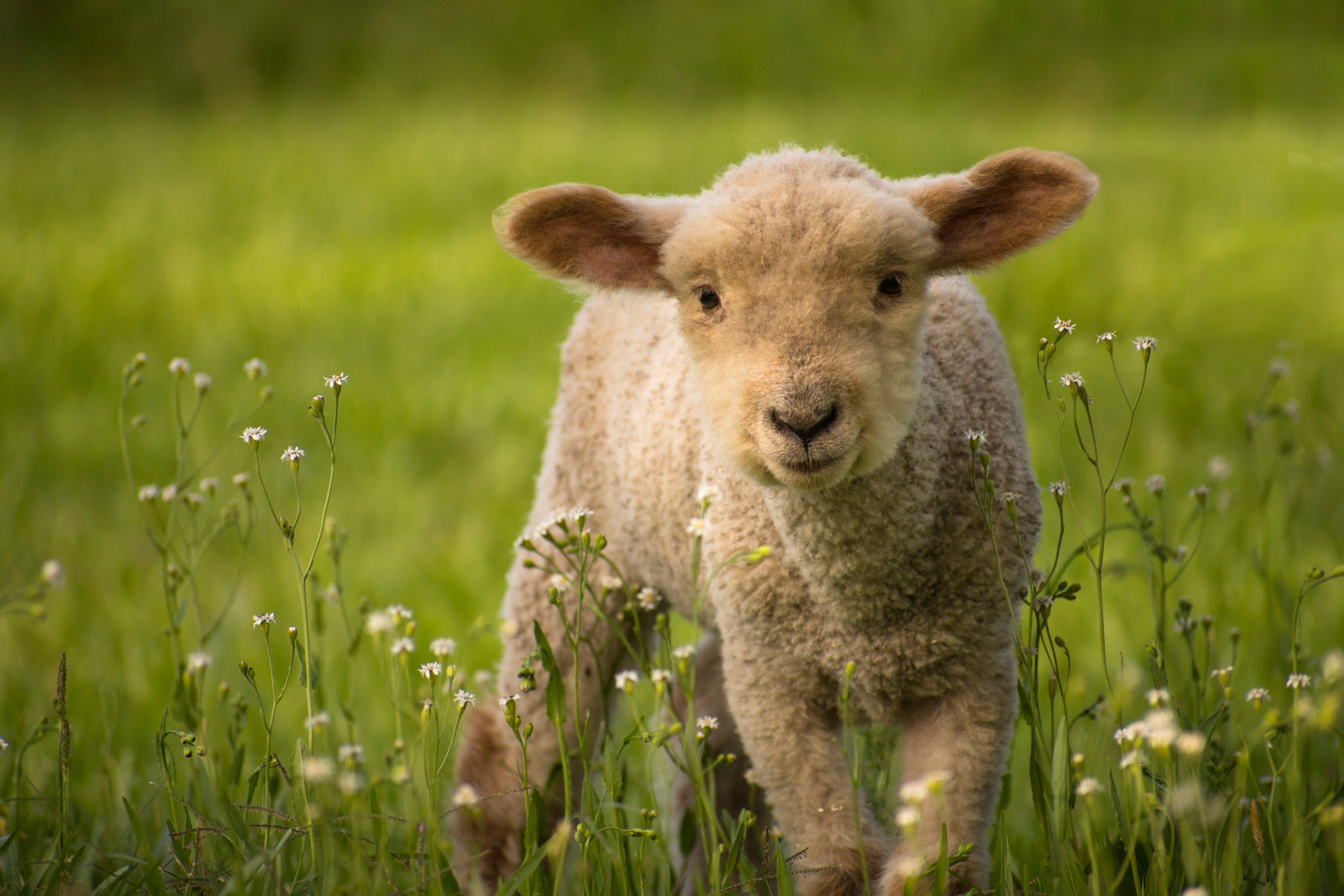 Embracing Spring: Celestial Events & Seasonal Lessons