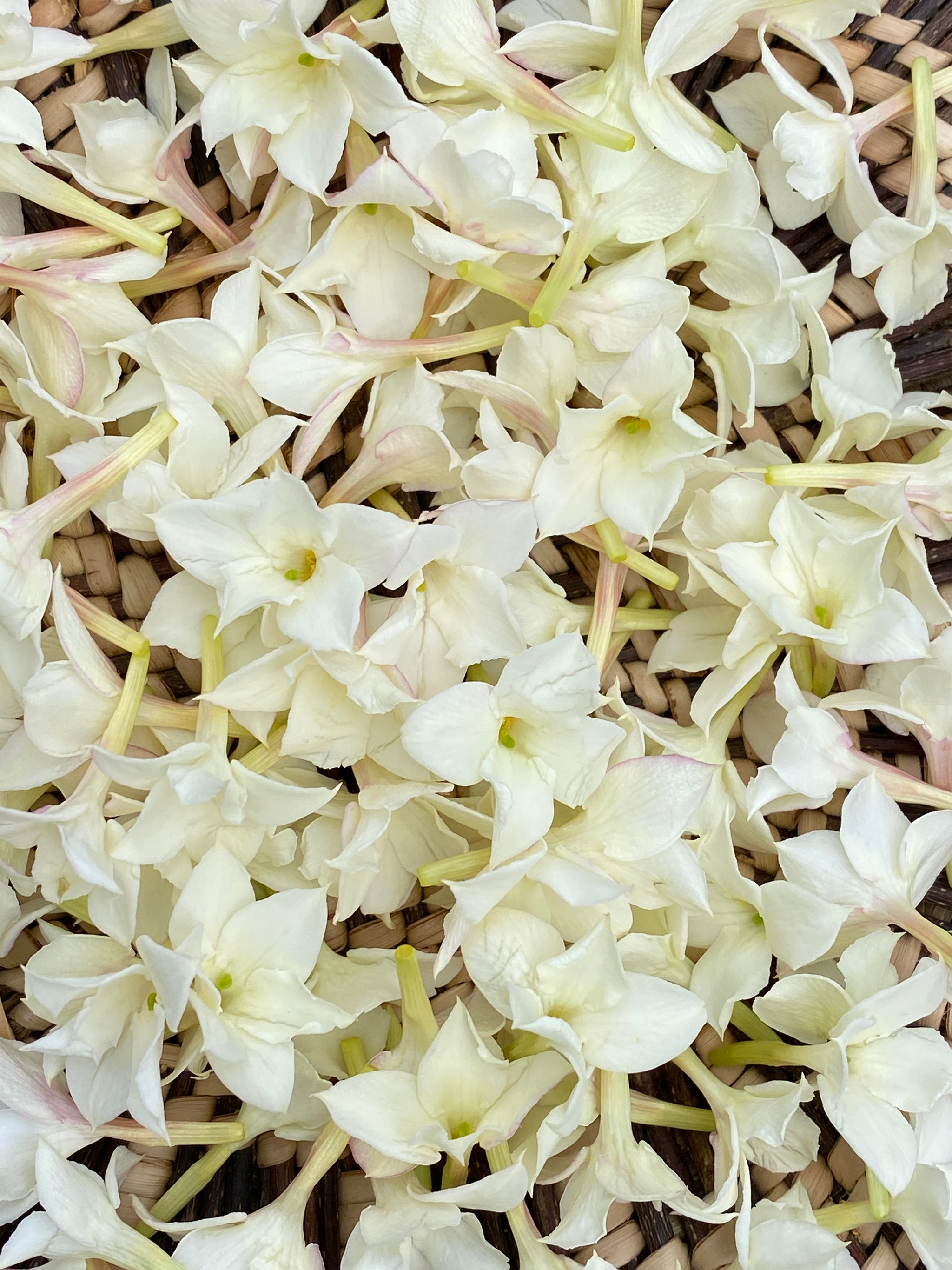 Moonlit Jasmine Elixir