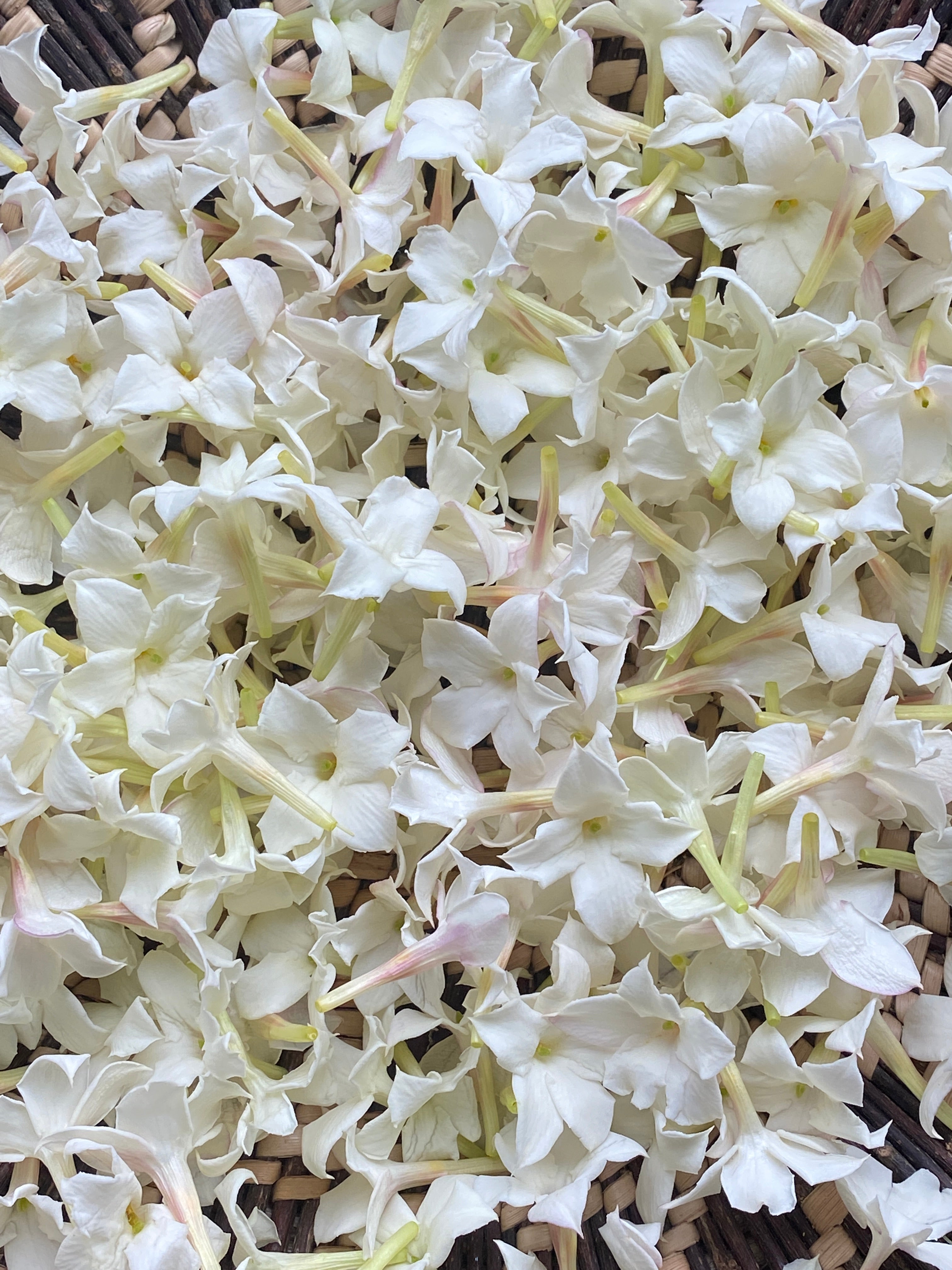 FloraTherapy Plant Perfume